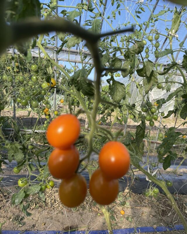 小さな農家 オーガニック農場 森田くん家